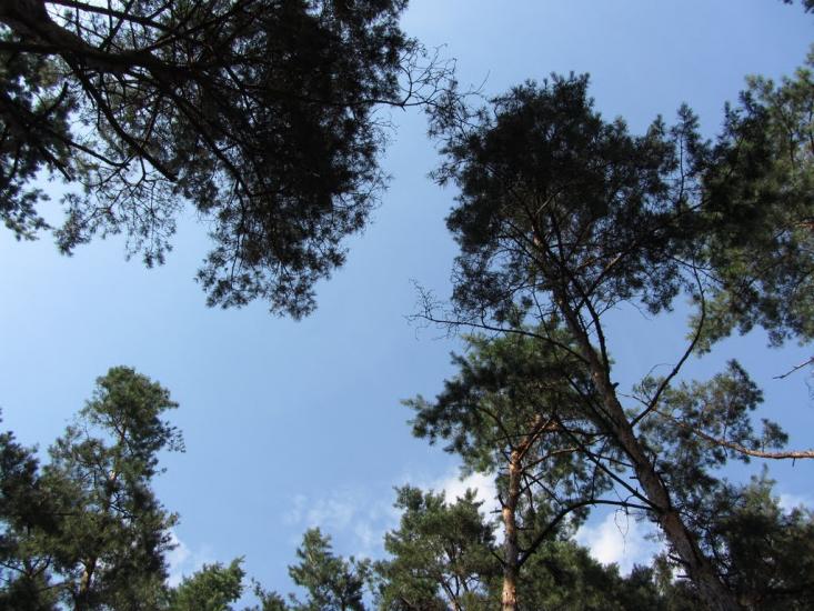 Піски-Радьківські з panoramio.com - Пески-Радьковские