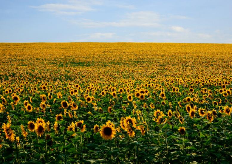 Козача Лопань з panoramio.com - Казачья Лопань