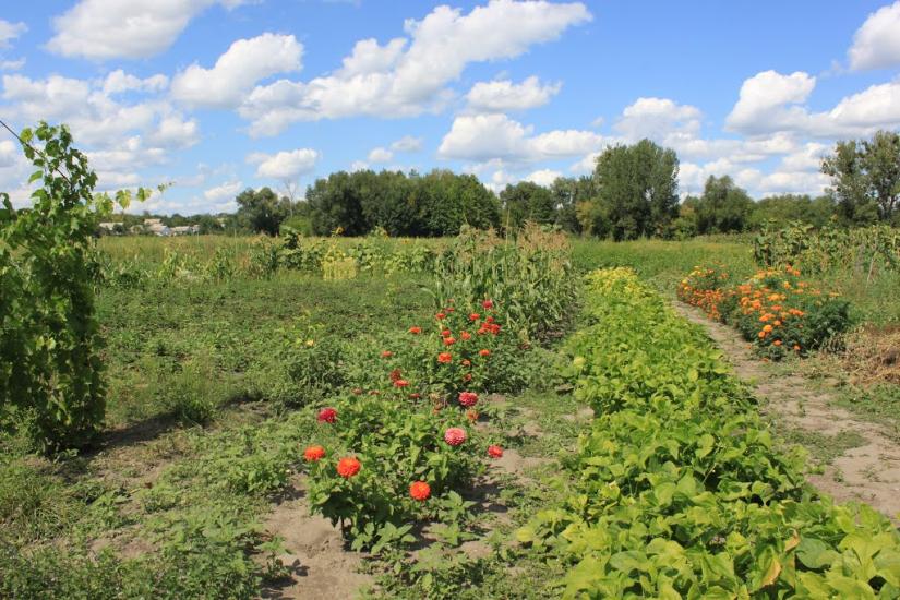 Ромашки з panoramio.com - Ромашки