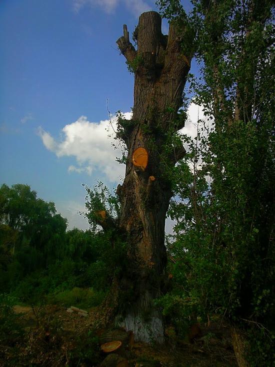 Піонерське з panoramio.com - Пионерское