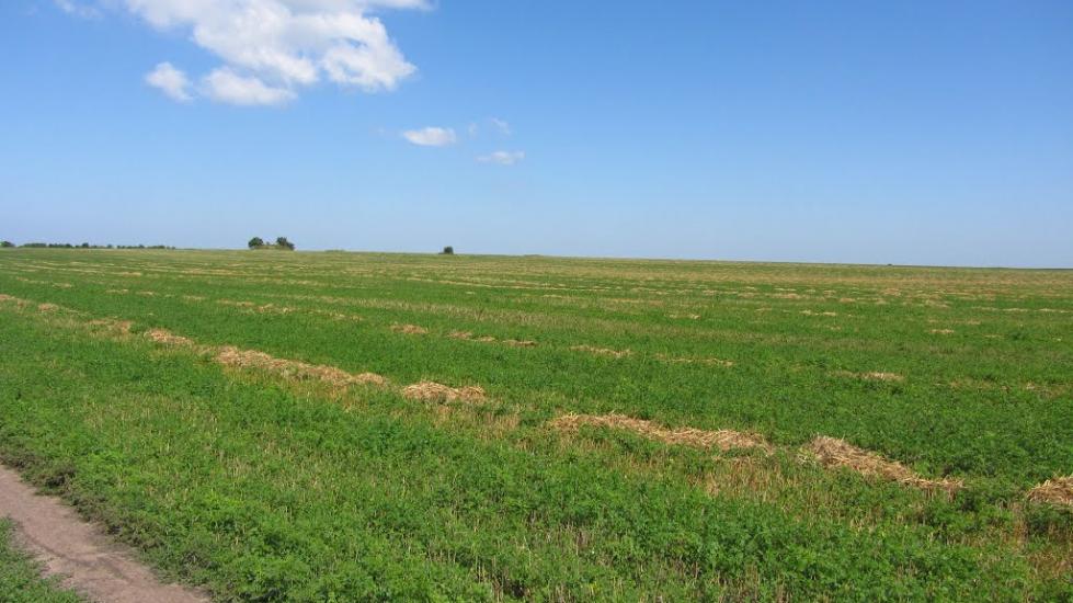 Максимівка з panoramio.com - Максимівка
