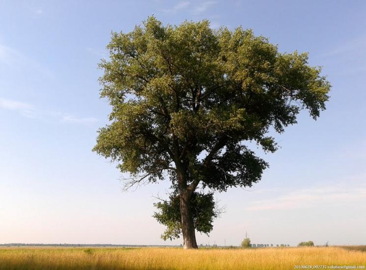 Переяслівка з panoramio.com - Переяслівка