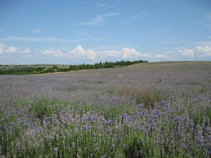 Брянське з panoramio.com - Брянське