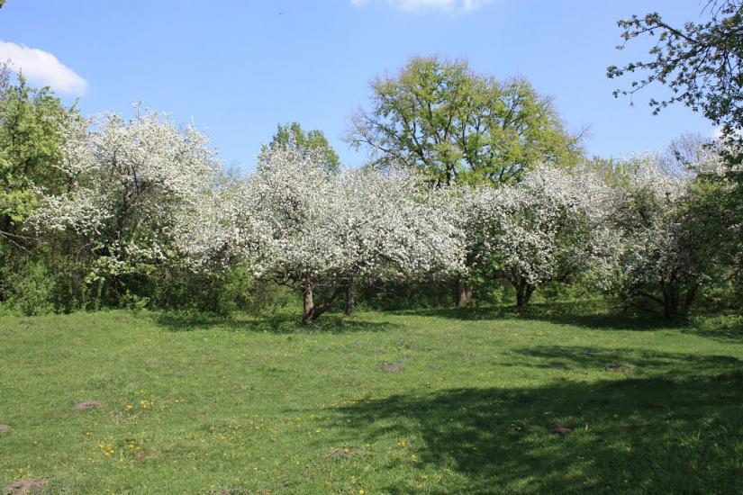 Пашківці з panoramio.com - Pashkivtsi
