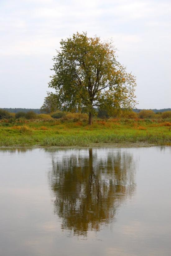 Вишевичі з panoramio.com - Vyshevychi