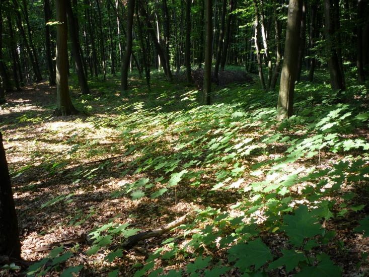Несвоя з panoramio.com - Несвоя