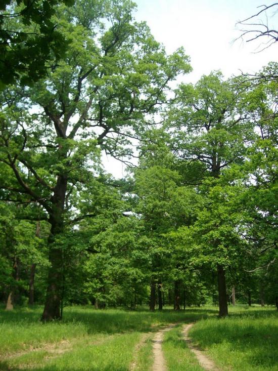 Кочеток з panoramio.com - Кочеток
