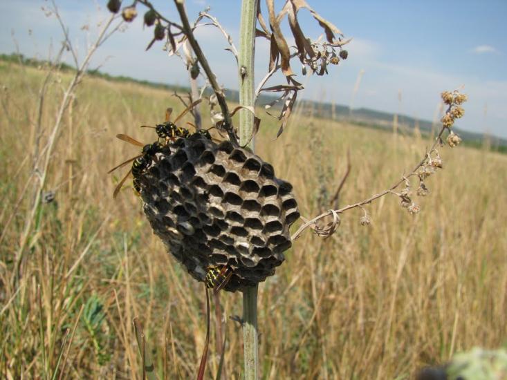 Зайцеве з panoramio.com - Зайцеве