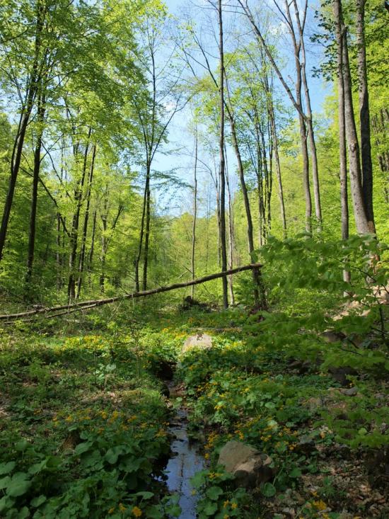 Синяк з panoramio.com - Синяк