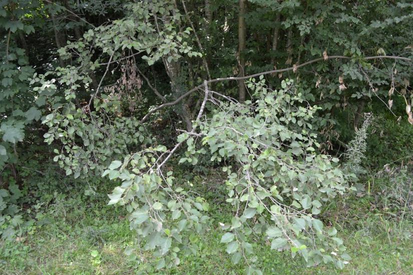 Мигове з panoramio.com - Мигово