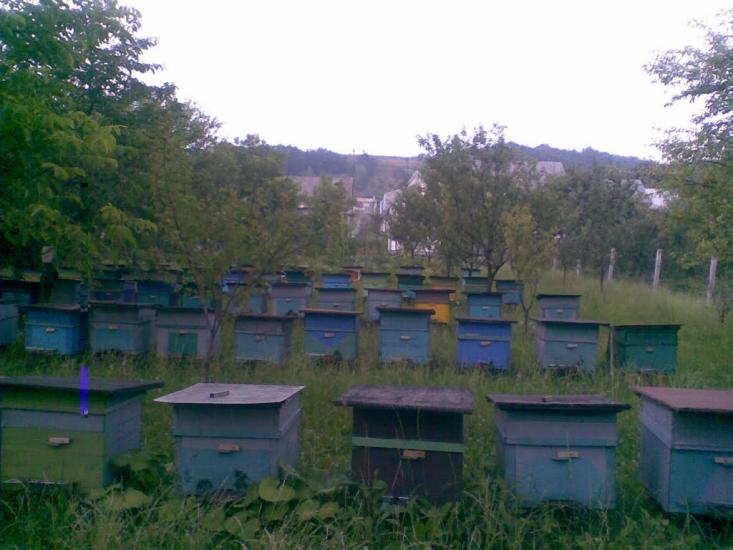Нижня Апша з panoramio.com - Нижняя Апша