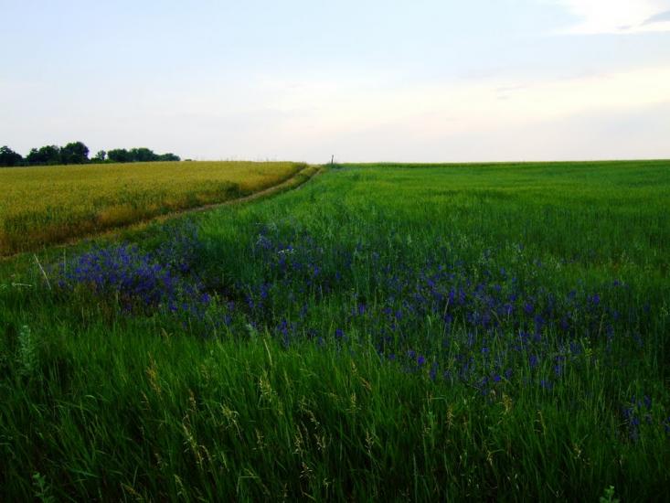 Мале з panoramio.com - Мале