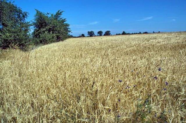 Роксолани з panoramio.com - Роксоланы