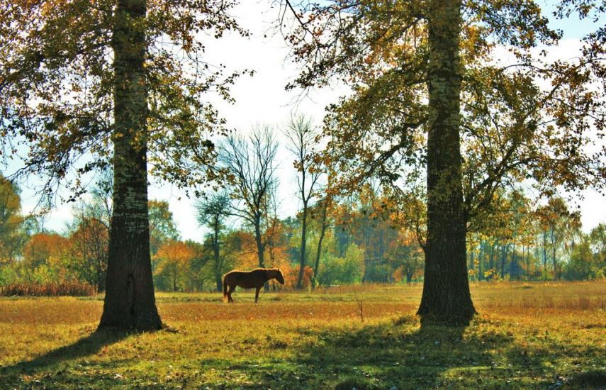 Бурімка з panoramio.com - Burimka