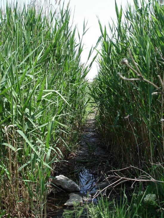 Таїрове з panoramio.com - Таїрове