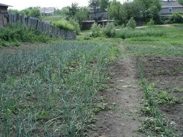 Селидове з panoramio.com - Селидово