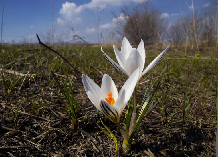 Суворовка з panoramio.com - Суворовка