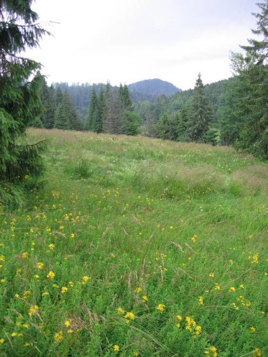 Шандровець з panoramio.com - Шандровец
