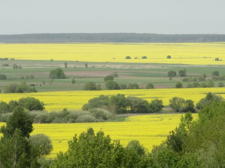 Веселе з panoramio.com - Веселе