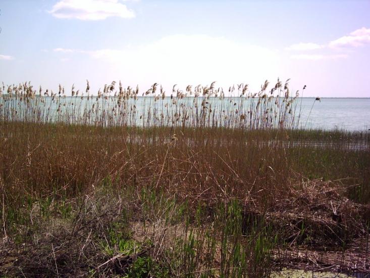 Комишівка з panoramio.com - Камышовка