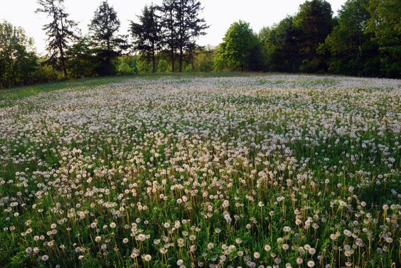 Городнє з panoramio.com - Городнее