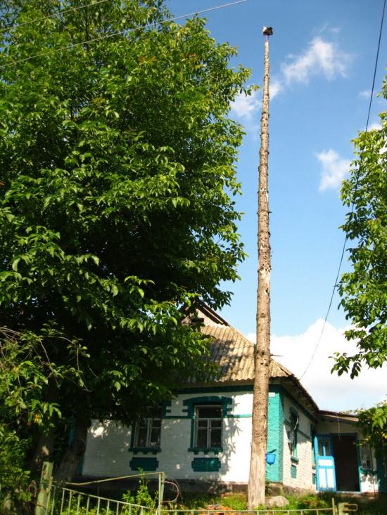 Старостинці з panoramio.com - Старостинці