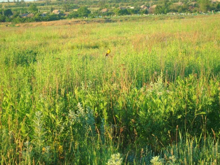 Георгіївка з panoramio.com - Георгіївка