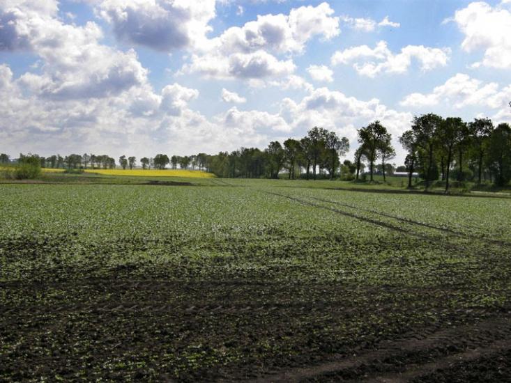 Корчів з panoramio.com - Корчів
