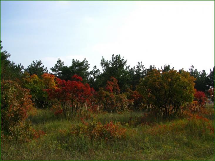 Малокаховка з panoramio.com - Малокаховка