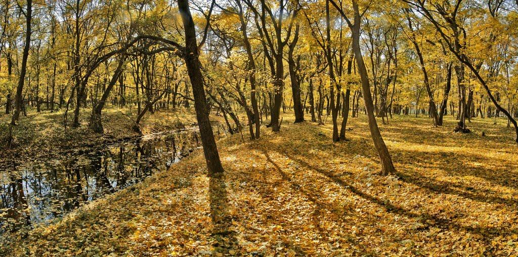 Черемшине з panoramio.com - Черемшино