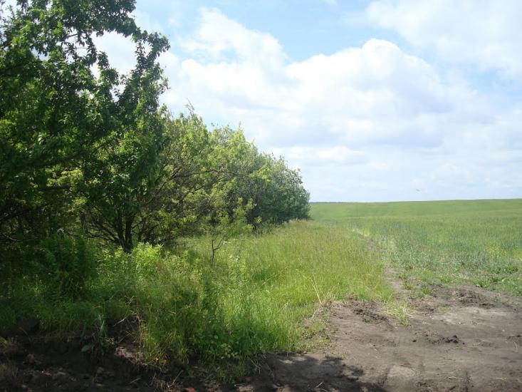 Стуфчинці з panoramio.com - Стуфчинцы