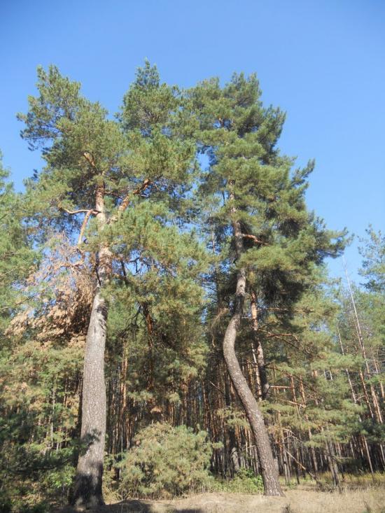 Хащеве з panoramio.com - Хащеве