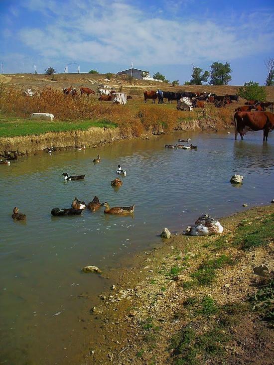 Кочергіне з panoramio.com - Кочергино