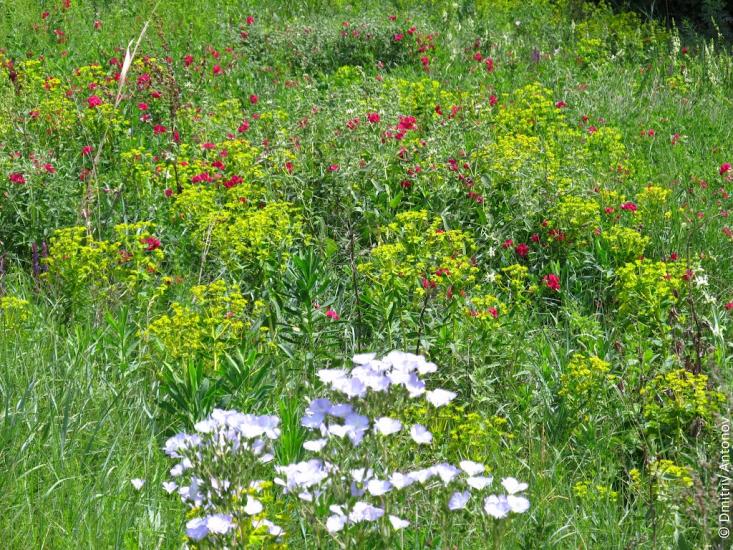 Новорозанівка з panoramio.com - Novorozanivka