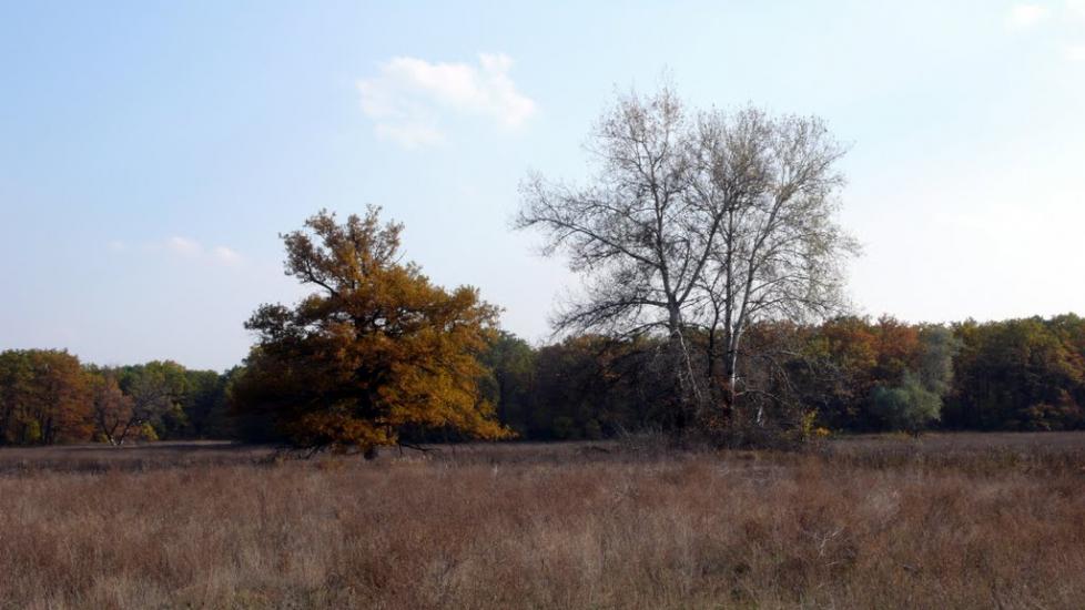 Букине з panoramio.com - Bukyne