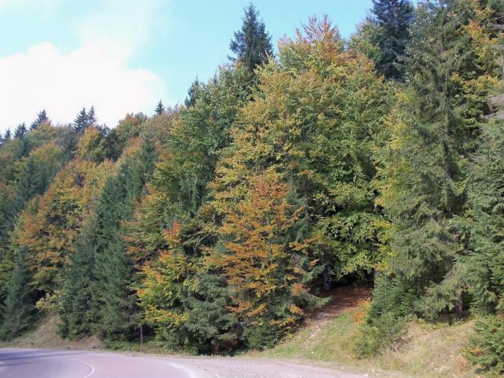 Вишків з panoramio.com - Вышков