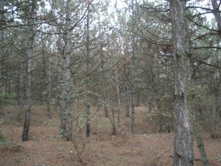 Калинівка з panoramio.com - Калинівка