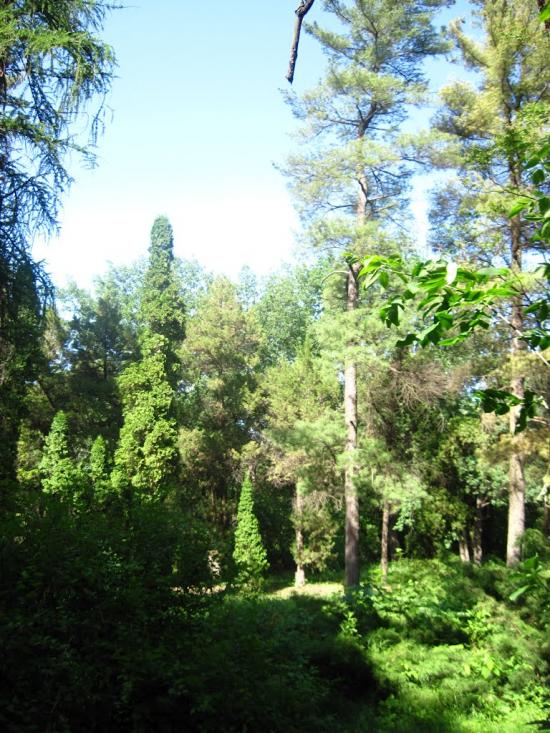 Бабичівка з panoramio.com - Бабичовка