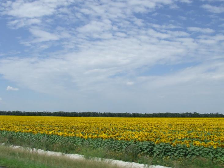 Куйбишеве з panoramio.com - Куйбишеве