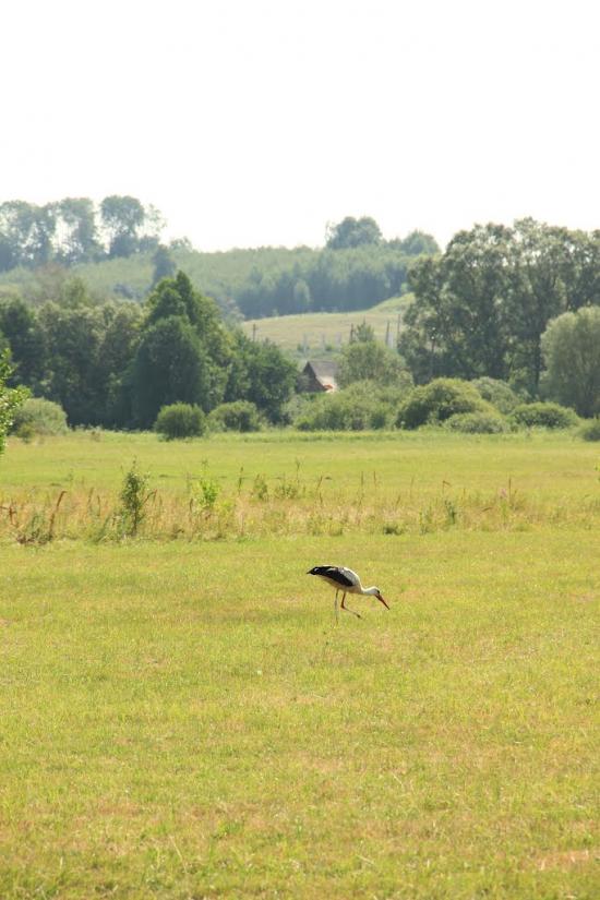 Деркачівка з panoramio.com - Деркачівка