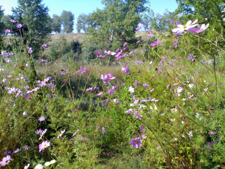 Недогарки з panoramio.com - Недогарки