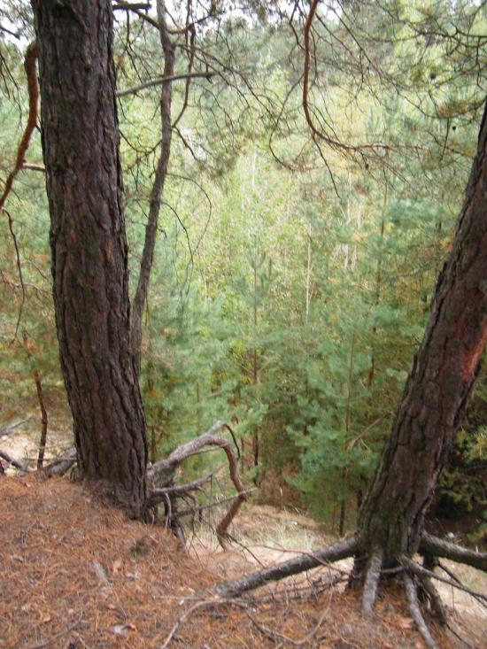 Вільхуватка з panoramio.com - Вільхуватка