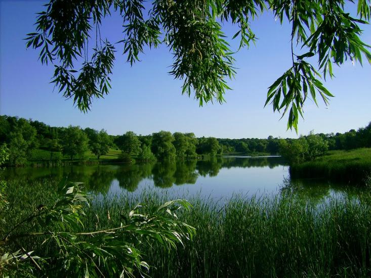 Шевченкове з panoramio.com - Шевченкове