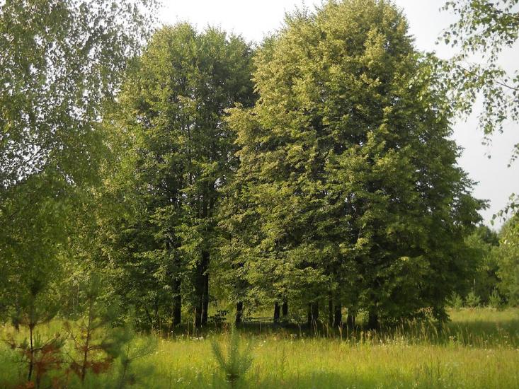 Березневе з panoramio.com - Березневе