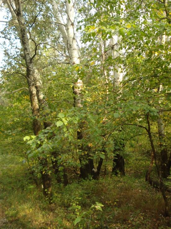 Привілля з panoramio.com - Pryvillya