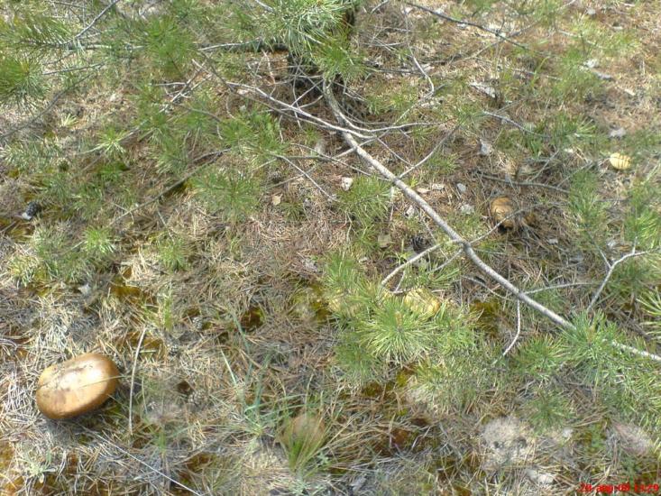 Борівське з panoramio.com - Борівське