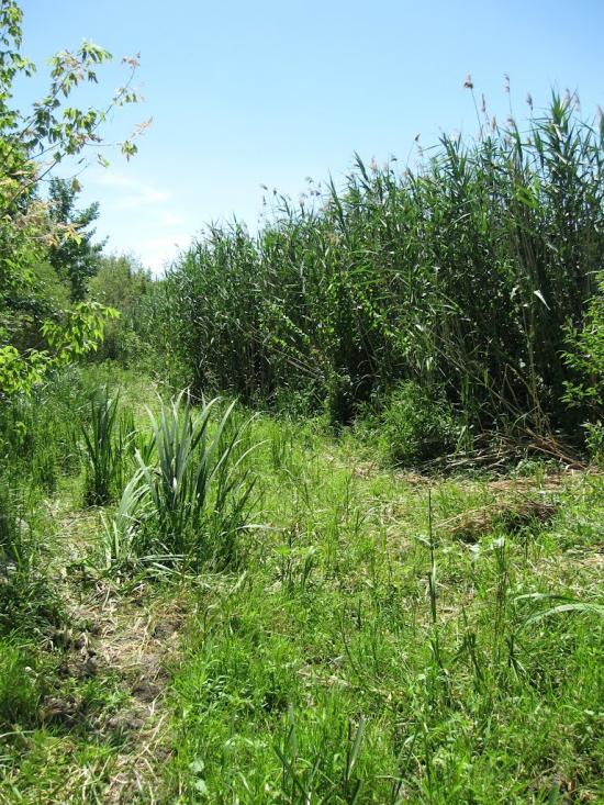 Куріпчине з panoramio.com - Куріпчине