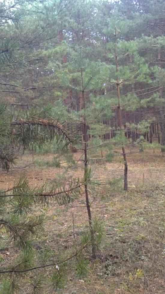 Черкаський Бишкин з panoramio.com - Черкаський Бишкин