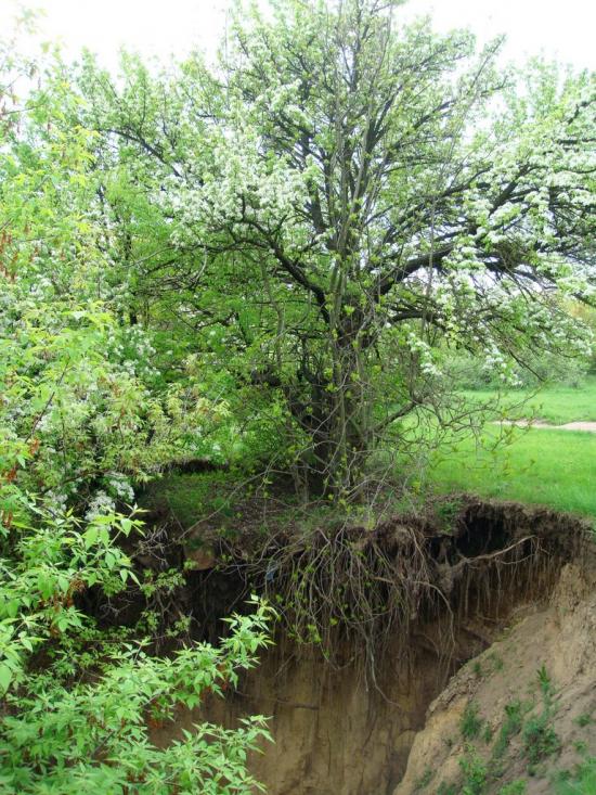 Гопчиця з panoramio.com - Гопчиця