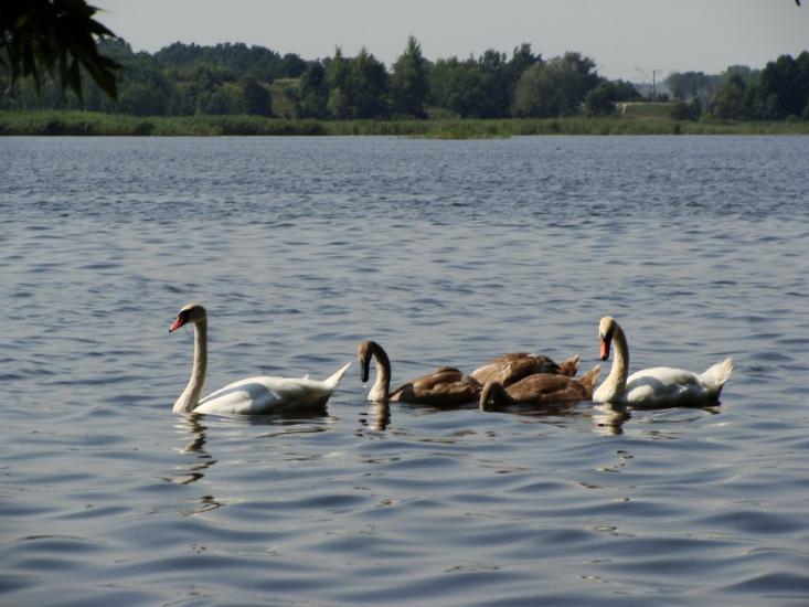 Гребінка з panoramio.com - Гребінка